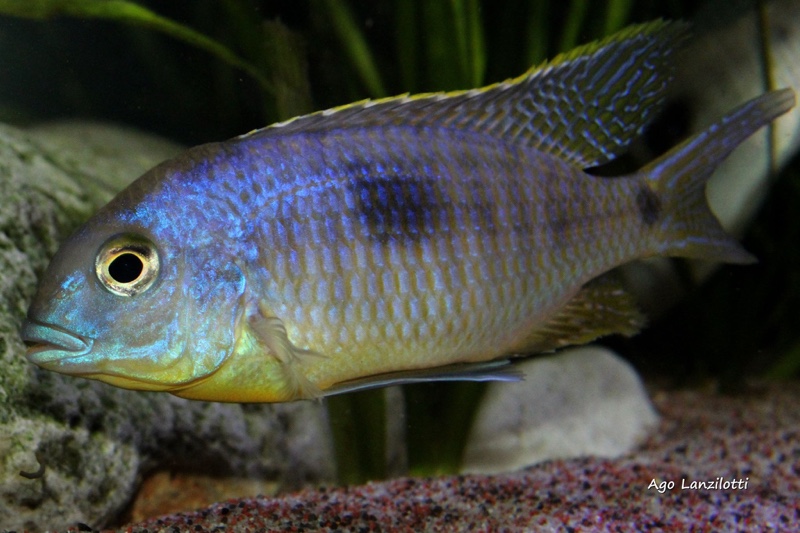 Otopharynx sp. 'auromarginatus margrette'